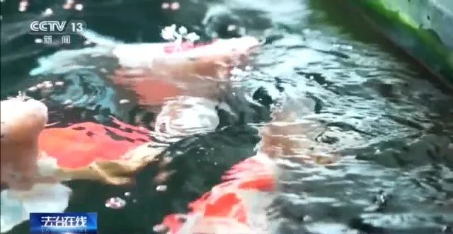 北京一男子将地下室改成大鱼池!楼上邻居长期失眠,被锦鲤“整疯”…… 北京一男子将地下室改成大鱼池!楼上邻居长期失眠,被锦鲤“整疯”……