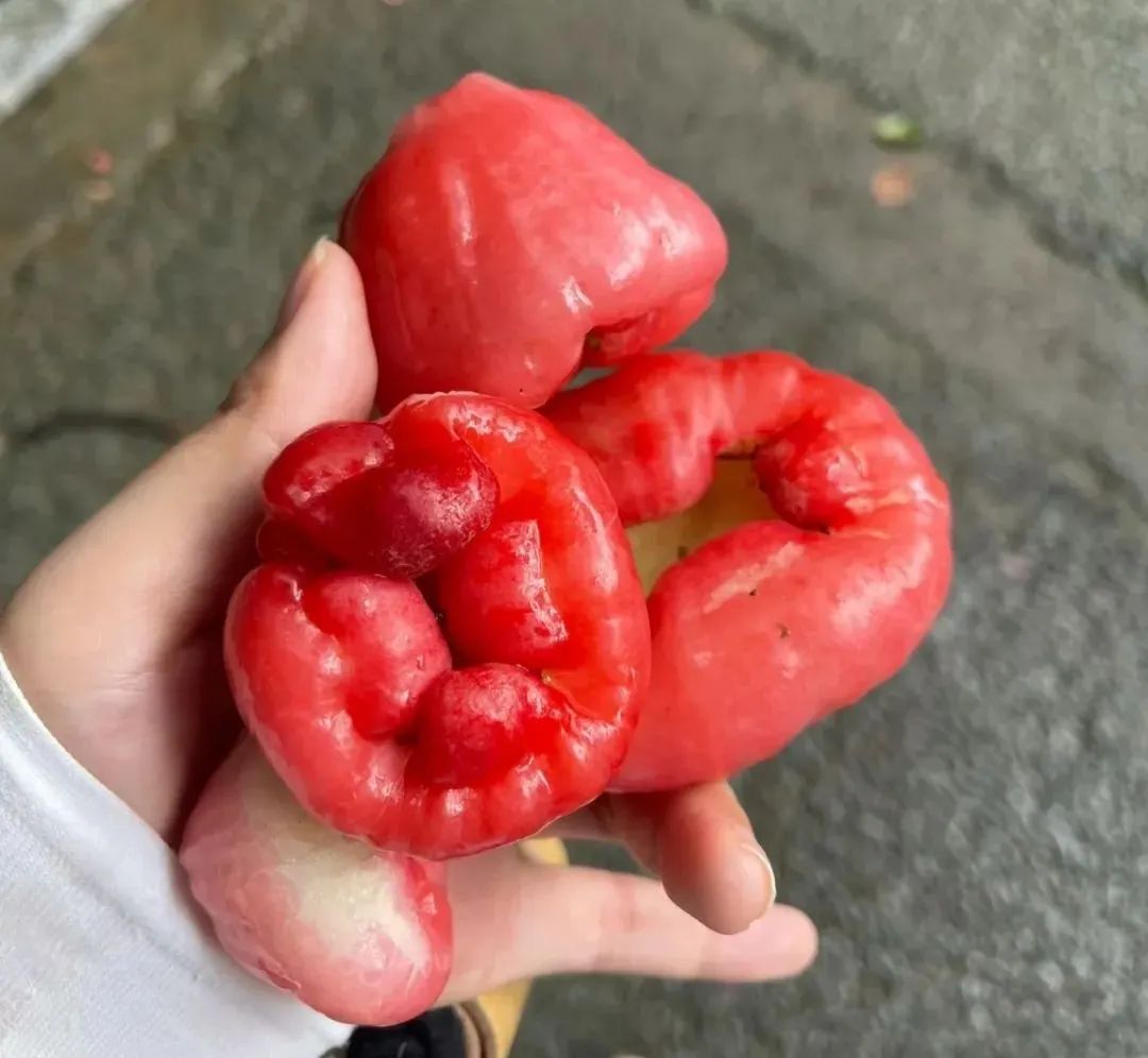 “水果皇帝”免费捡?广东街头莲雾大量掉落!不建议吃!看看就好啦~ “水果皇帝”免费捡?广东街头莲雾大量掉落!不建议吃!看看就好啦~