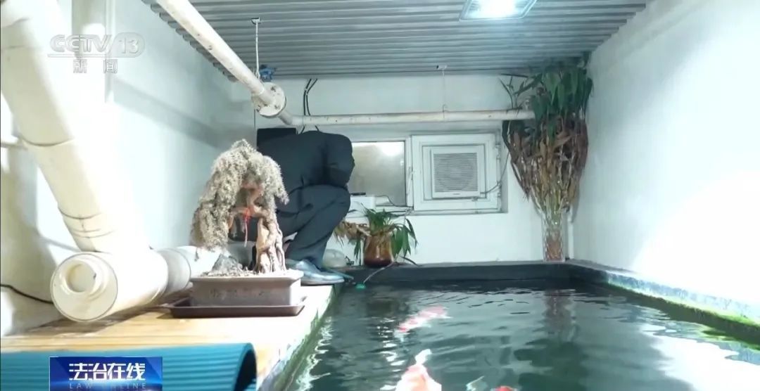 北京一男子将地下室改成大鱼池!楼上邻居长期失眠,被锦鲤“整疯”…… 北京一男子将地下室改成大鱼池!楼上邻居长期失眠,被锦鲤“整疯”……