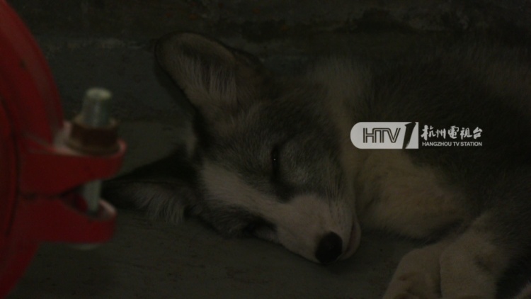 杭州一写字楼内出现“小狐狸”？兽医院院长：普通的宠物小狗，像狐狸犬
