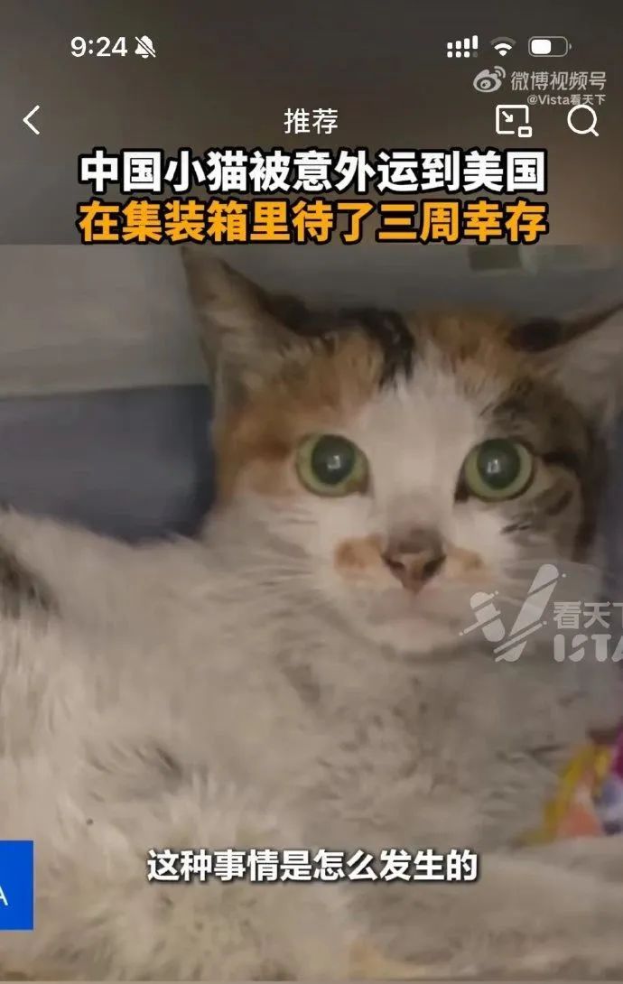 中国小猫被意外运到美国！无食无水的情况下生存了三周