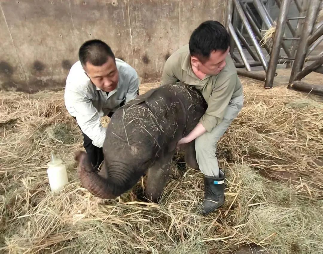 当非洲象遇见北京饲养员:看劳模如何破解“吨位萌宠”的养成密码 当非洲象遇见北京饲养员:看劳模如何破解“吨位萌宠”的养成密码