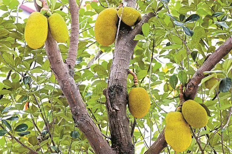 “水果皇帝”免费捡?广东街头莲雾大量掉落!不建议吃!看看就好啦~ “水果皇帝”免费捡?广东街头莲雾大量掉落!不建议吃!看看就好啦~