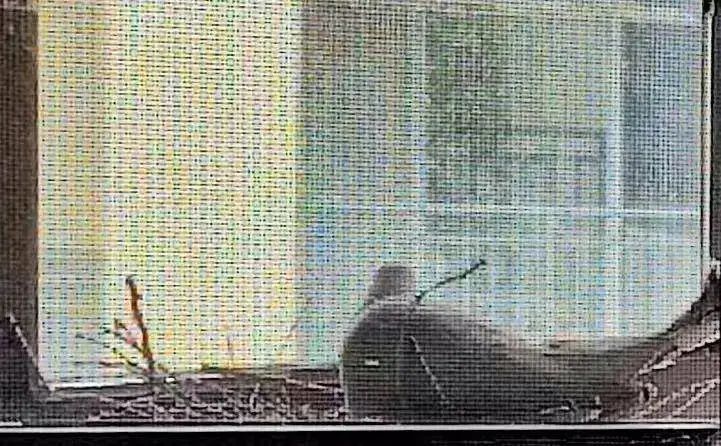 家里来了“不速之客”!夫妻俩决定:让出新房,连夜搬离 家里来了“不速之客”!夫妻俩决定:让出新房,连夜搬离