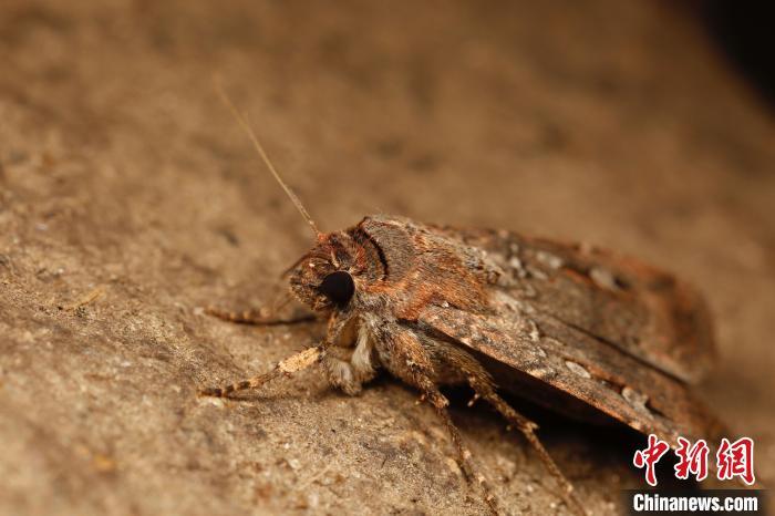 布冈夜蛾何以飞越千里?研究发现或能利用星辰导航 布冈夜蛾何以飞越千里?研究发现或能利用星辰导航