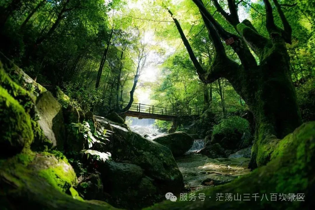 夏至丨万物繁茂,共赴一场盛夏之约 夏至丨万物繁茂,共赴一场盛夏之约