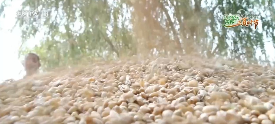 以种适地、以虫治虫……科技赋能“三夏” “智慧种地”绘就好“丰”景 以种适地、以虫治虫……科技赋能“三夏” “智慧种地”绘就好“丰”景