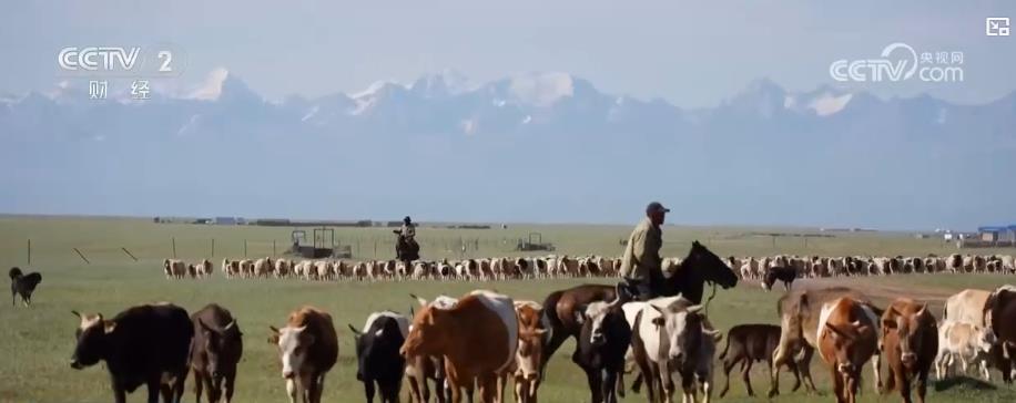 护牧队全程护航:新疆夏季转场安全有序 护牧队全程护航:新疆夏季转场安全有序