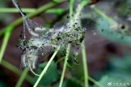 北京推出新版“拍照识虫”小程序,人人可当“虫情测报员” 北京推出新版“拍照识虫”小程序,人人可当“虫情测报员”