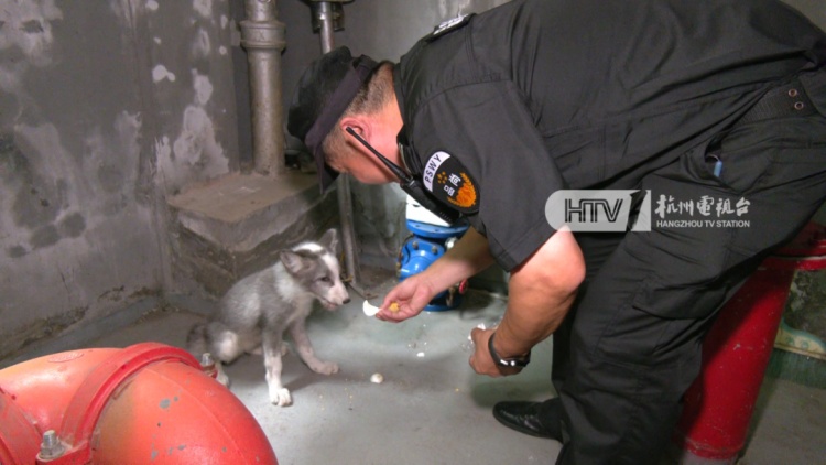 杭州一写字楼内出现“小狐狸”？兽医院院长：普通的宠物小狗，像狐狸犬