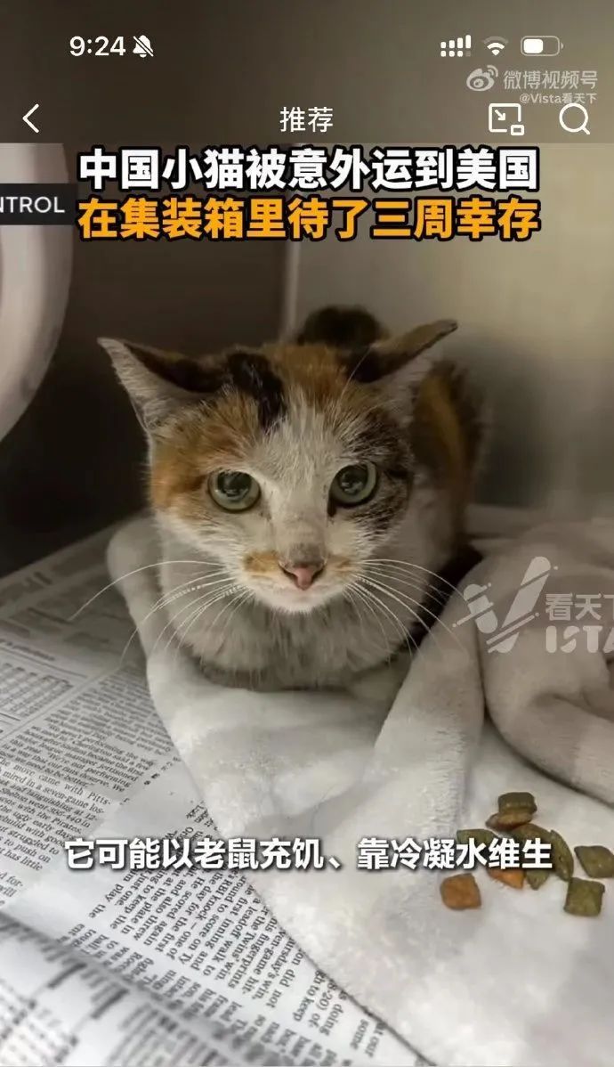 中国小猫被意外运到美国！无食无水的情况下生存了三周