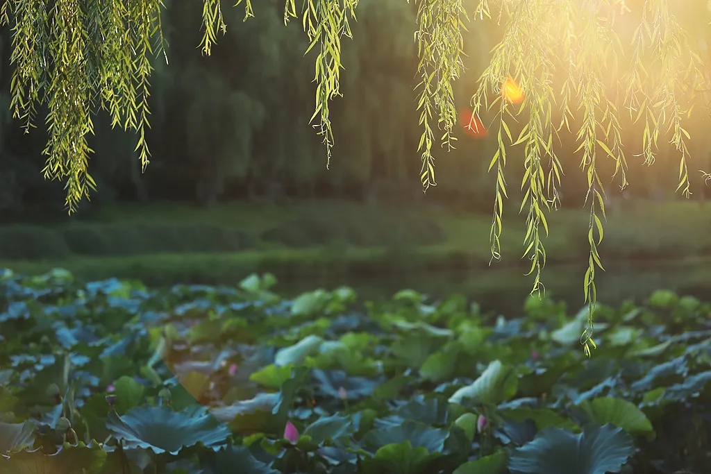 今日夏至,要做这些事! 今日夏至,要做这些事!