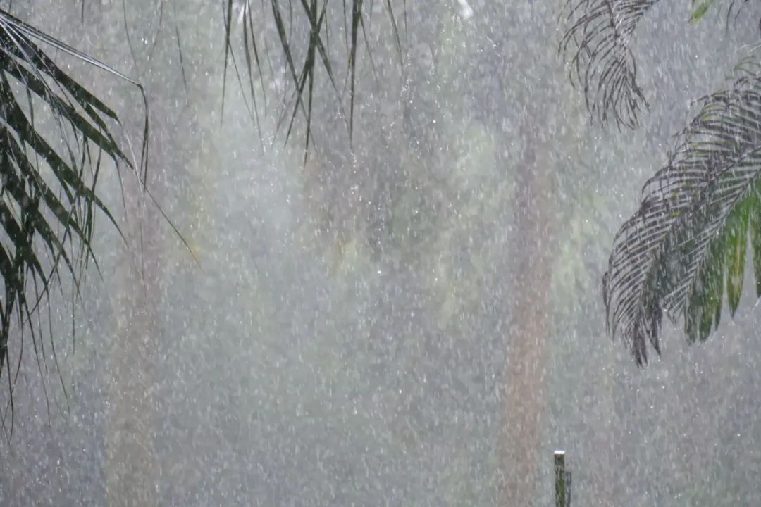 二十四节气|今日夏至 二十四节气|今日夏至