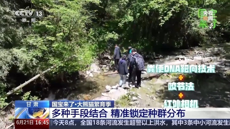 野生大熊猫有多少?种群如何分布?科研团队实地探秘 野生大熊猫有多少?种群如何分布?科研团队实地探秘