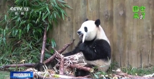 总台记者化身“大熊猫奶爸” 独家揭秘国宝可爱日常 总台记者化身“大熊猫奶爸” 独家揭秘国宝可爱日常