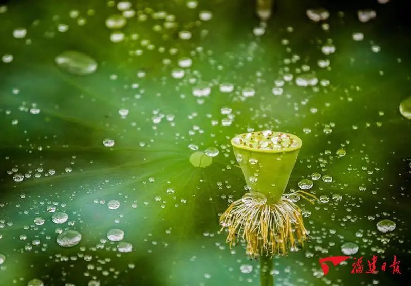 夏至丨万物繁茂,共赴一场盛夏之约 夏至丨万物繁茂,共赴一场盛夏之约