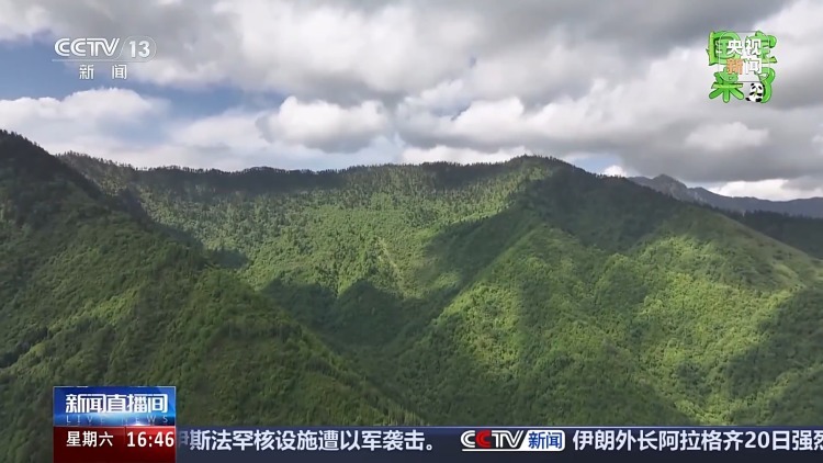 野生大熊猫有多少?种群如何分布?科研团队实地探秘 野生大熊猫有多少?种群如何分布?科研团队实地探秘