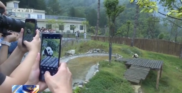 总台记者化身“大熊猫奶爸” 独家揭秘国宝可爱日常 总台记者化身“大熊猫奶爸” 独家揭秘国宝可爱日常