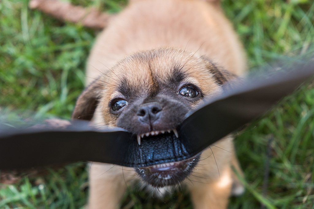 “驱赶三次又返回”路遇恶犬怎么办?被狗咬伤该如何处理 “驱赶三次又返回”路遇恶犬怎么办?被狗咬伤该如何处理