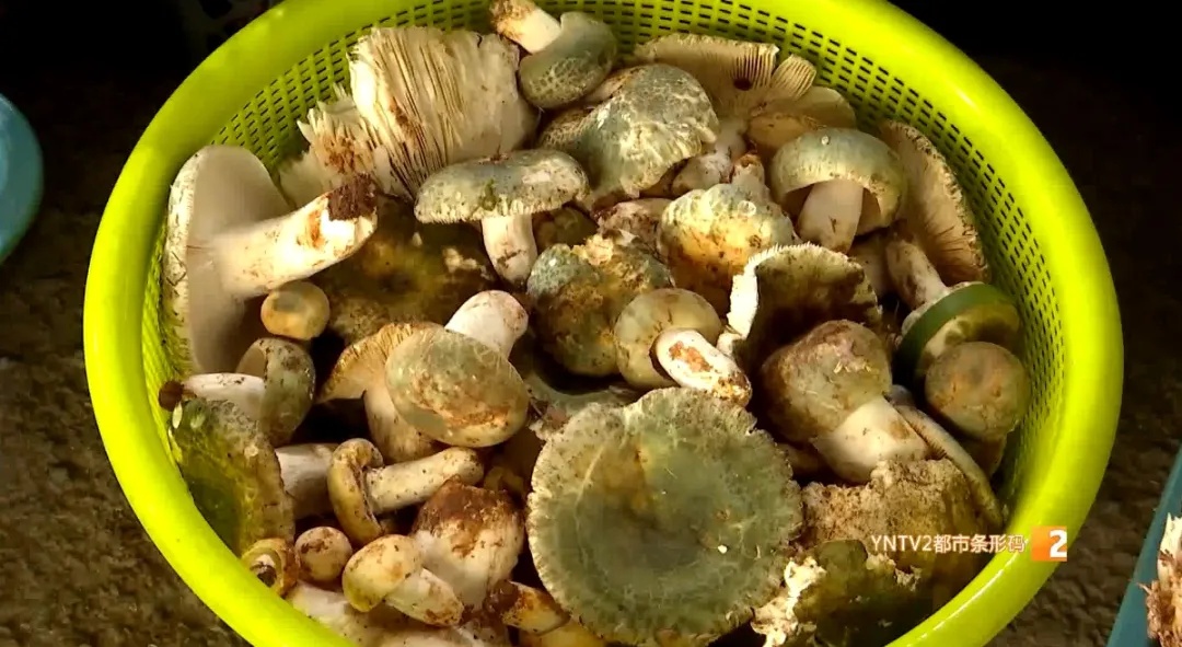 主打新鲜!清早采摘下午开抢!昆明这里的"车尾菌市"火啦 主打新鲜!清早采摘下午开抢!昆明这里的"车尾菌市"火啦