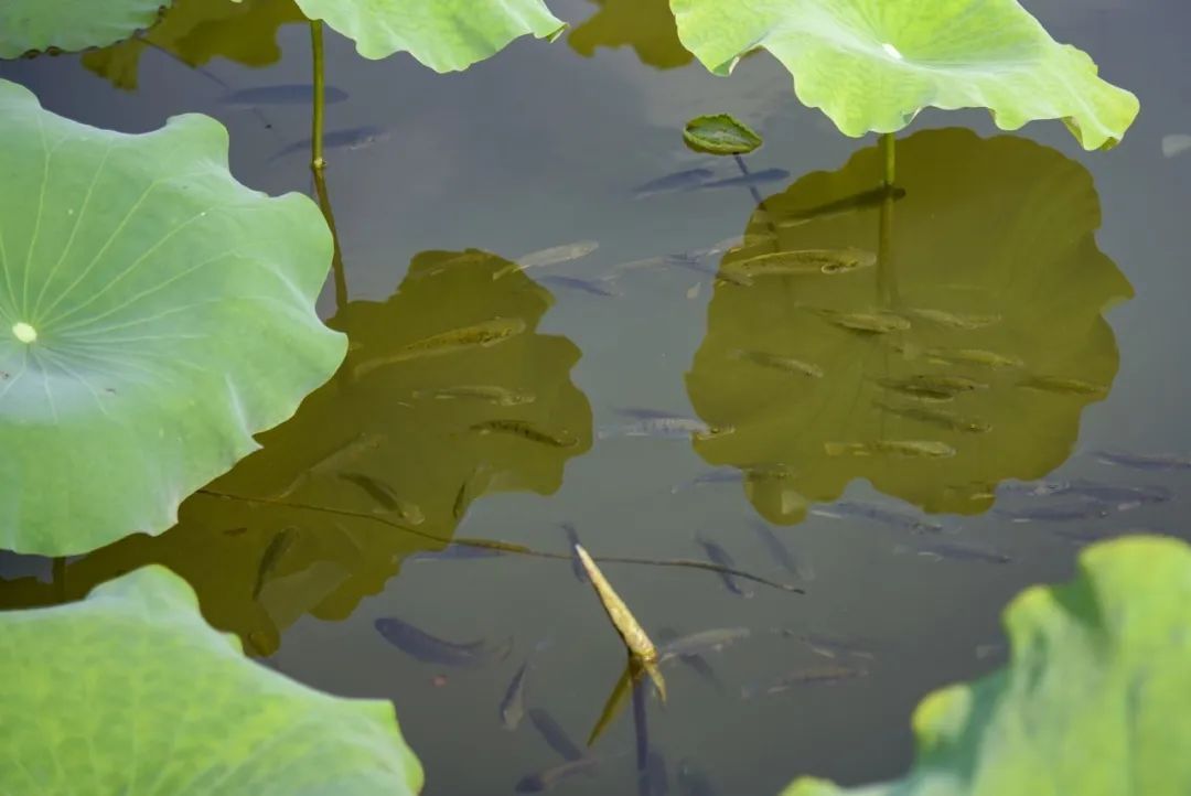 二十四节气|今日夏至 二十四节气|今日夏至