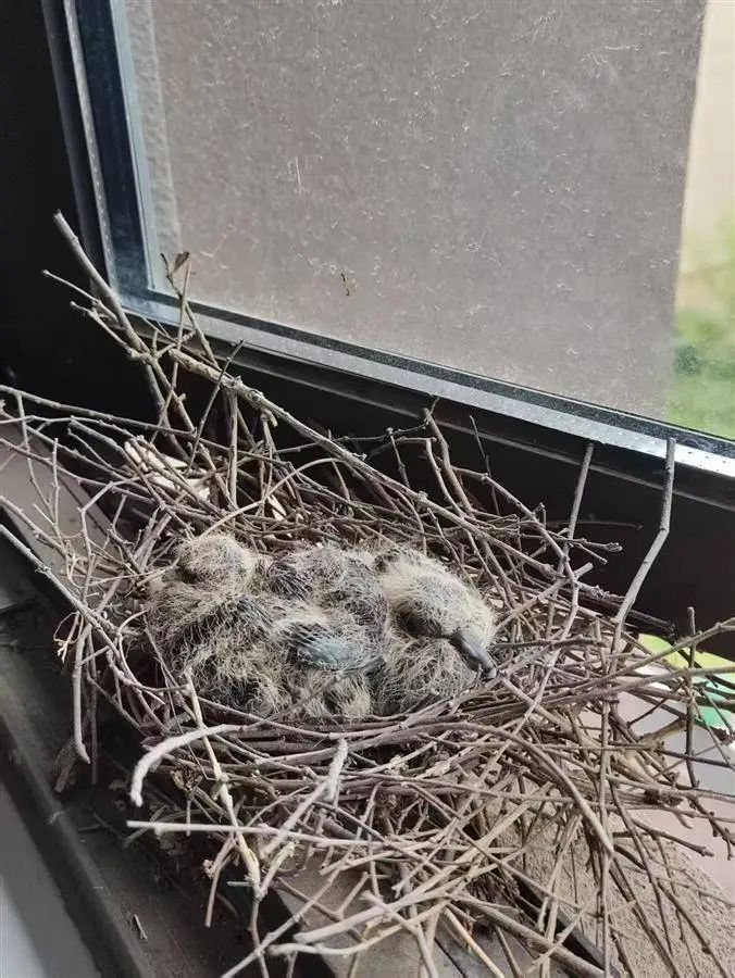 家里来了“不速之客”!夫妻俩决定:让出新房,连夜搬离 家里来了“不速之客”!夫妻俩决定:让出新房,连夜搬离