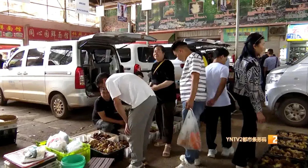 主打新鲜!清早采摘下午开抢!昆明这里的"车尾菌市"火啦 主打新鲜!清早采摘下午开抢!昆明这里的"车尾菌市"火啦