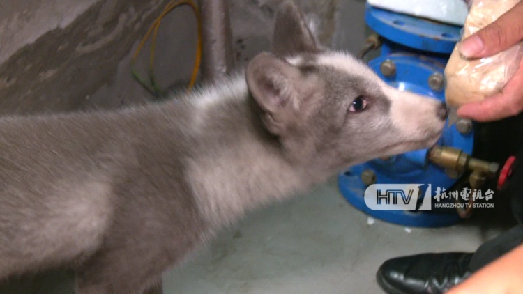 杭州一写字楼内出现“小狐狸”？兽医院院长：普通的宠物小狗，像狐狸犬