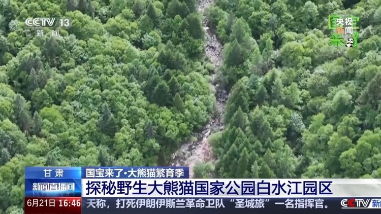 野生大熊猫有多少?种群如何分布?科研团队实地探秘 野生大熊猫有多少?种群如何分布?科研团队实地探秘