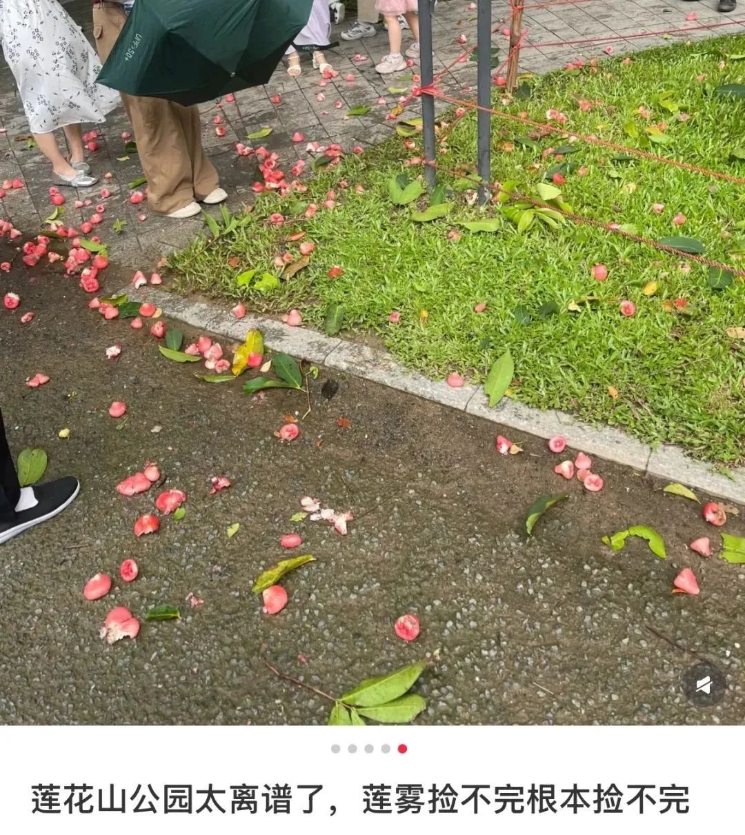 “水果皇帝”免费捡?广东街头莲雾大量掉落!不建议吃!看看就好啦~ “水果皇帝”免费捡?广东街头莲雾大量掉落!不建议吃!看看就好啦~