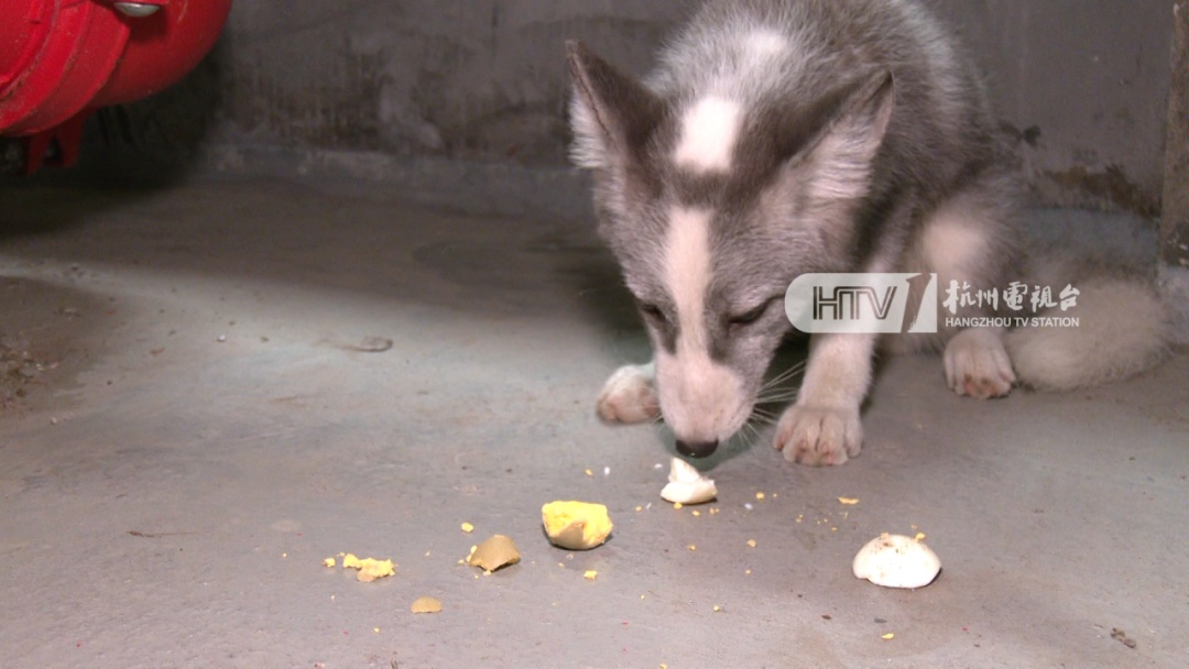 杭州一写字楼内出现“小狐狸”? 它的真实身份是...... 杭州一写字楼内出现“小狐狸”? 它的真实身份是......