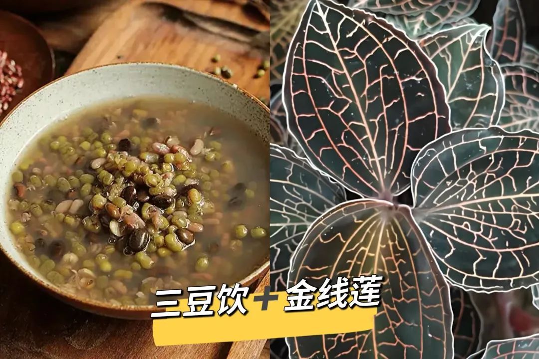 夏至丨万物繁茂,共赴一场盛夏之约 夏至丨万物繁茂,共赴一场盛夏之约
