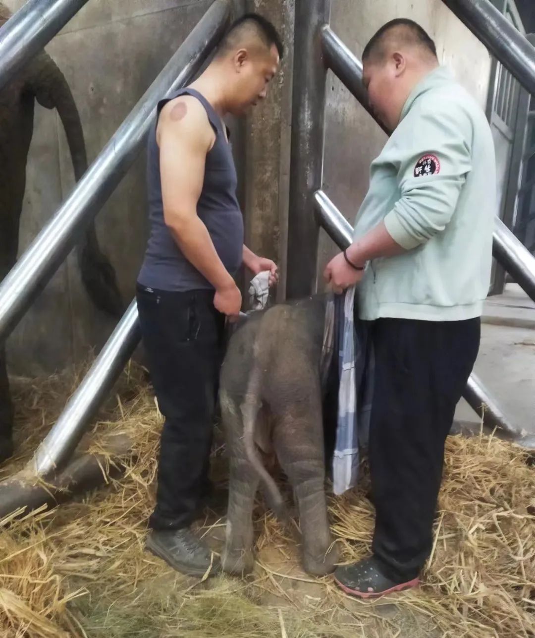 当非洲象遇见北京饲养员:看劳模如何破解“吨位萌宠”的养成密码 当非洲象遇见北京饲养员:看劳模如何破解“吨位萌宠”的养成密码