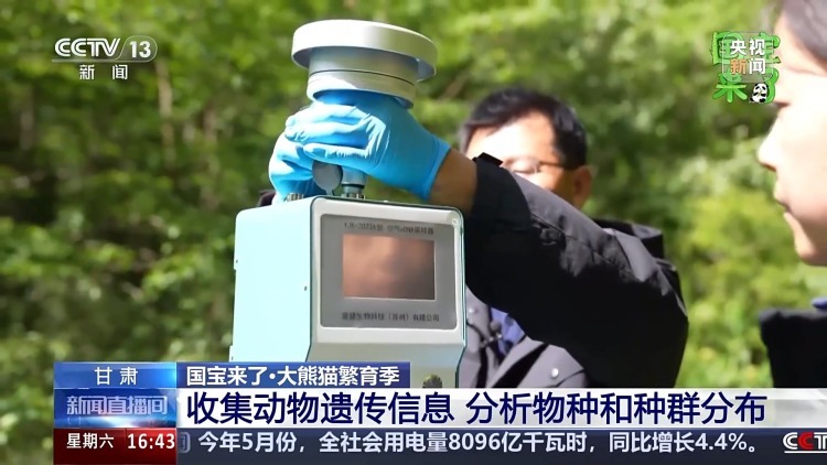 野生大熊猫有多少?种群如何分布?科研团队实地探秘 野生大熊猫有多少?种群如何分布?科研团队实地探秘