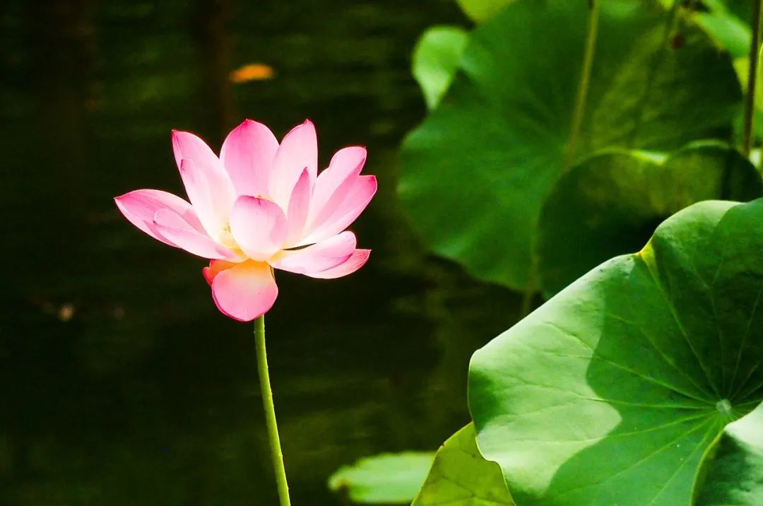 夏至养生黄金期！这8件事做错了，整个夏天都吃亏！