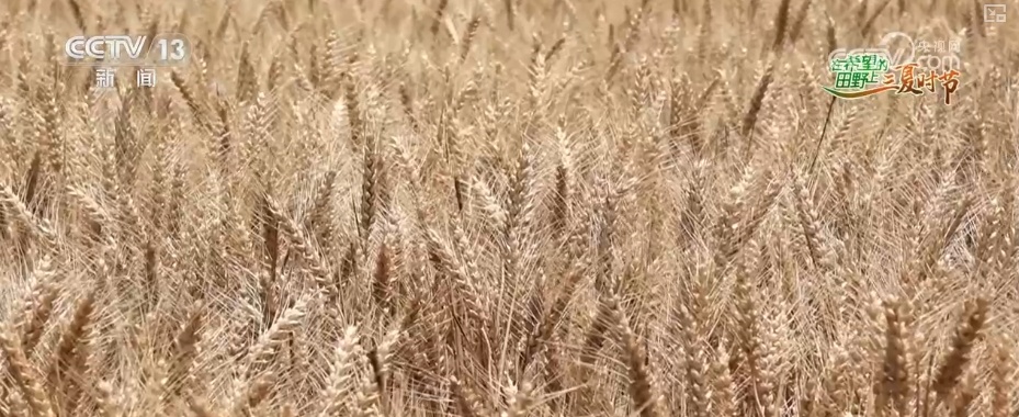 以种适地、以虫治虫……科技赋能“三夏” “智慧种地”绘就好“丰”景 以种适地、以虫治虫……科技赋能“三夏” “智慧种地”绘就好“丰”景
