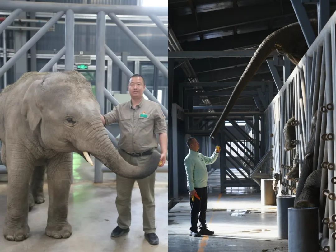 当非洲象遇见北京饲养员:看劳模如何破解“吨位萌宠”的养成密码 当非洲象遇见北京饲养员:看劳模如何破解“吨位萌宠”的养成密码