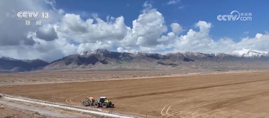 从“寸草不生”到牧草丰盈 戈壁小镇以草为媒振兴高原乡村