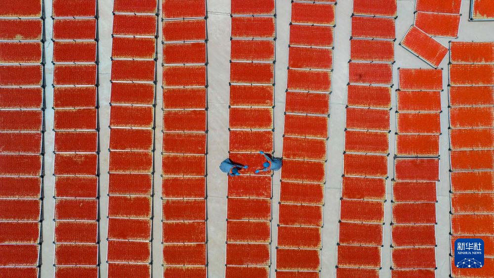 宁夏同心:黄河水润枸杞红 宁夏同心:黄河水润枸杞红