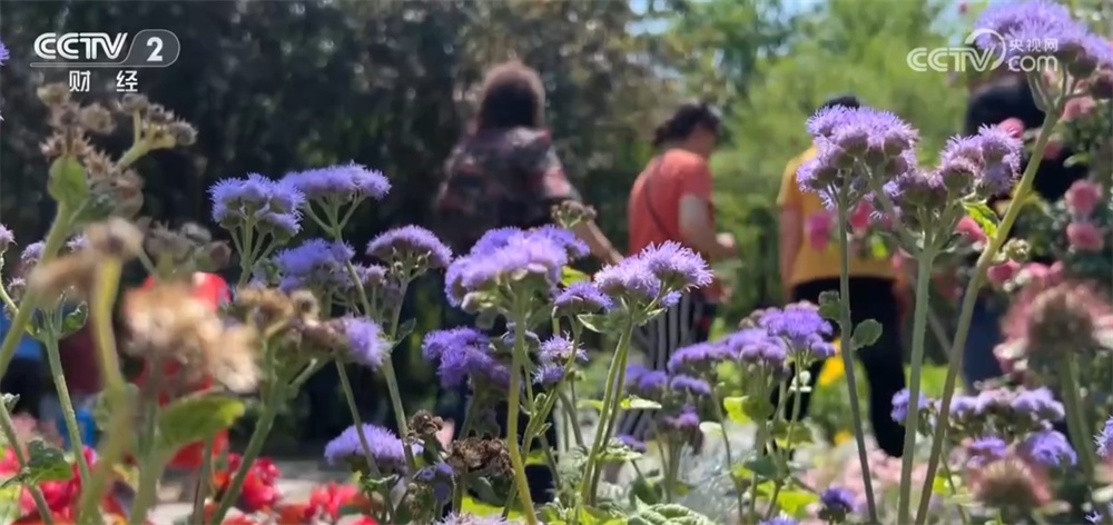 北京绿化带“花”样翻新火热“出圈” “一路生花”背后自主育种是关键