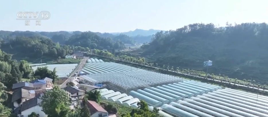 粮满仓、果飘香 希望的田野“智”绘三夏好“丰”光