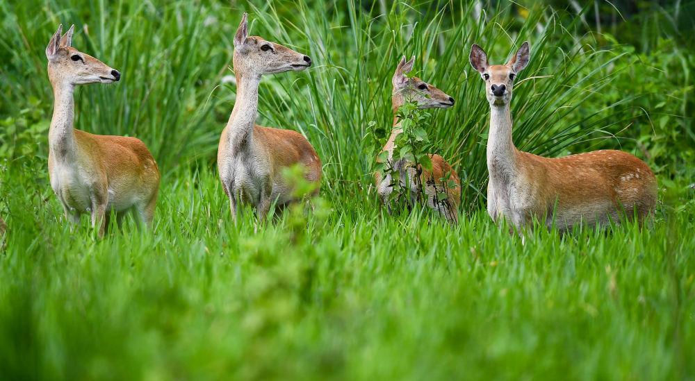 海南白沙:“绿岛精灵”戏跃林间 海南白沙:“绿岛精灵”戏跃林间