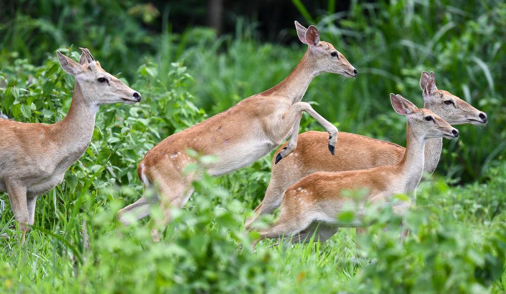 海南白沙:“绿岛精灵”戏跃林间 海南白沙:“绿岛精灵”戏跃林间