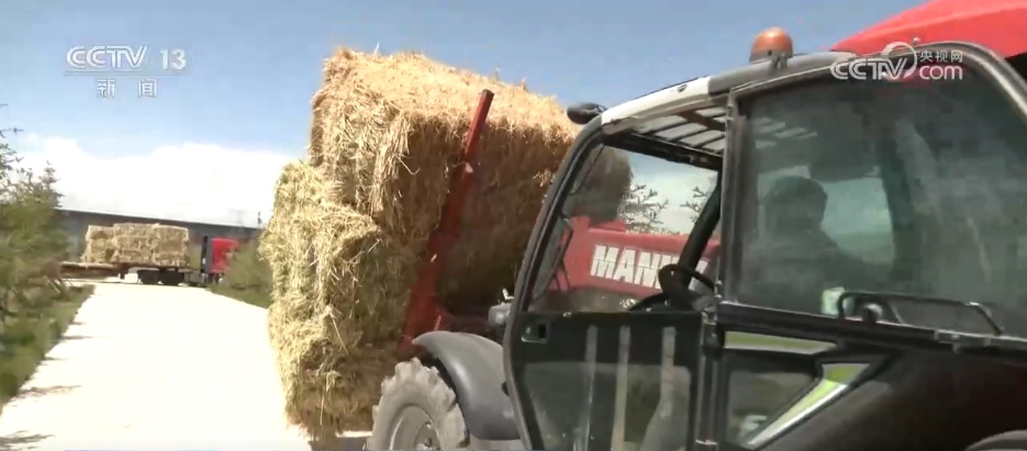 从“寸草不生”到牧草丰盈 戈壁小镇以草为媒振兴高原乡村