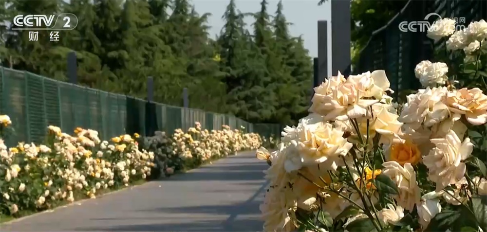 北京绿化带“花”样翻新火热“出圈” “一路生花”背后自主育种是关键
