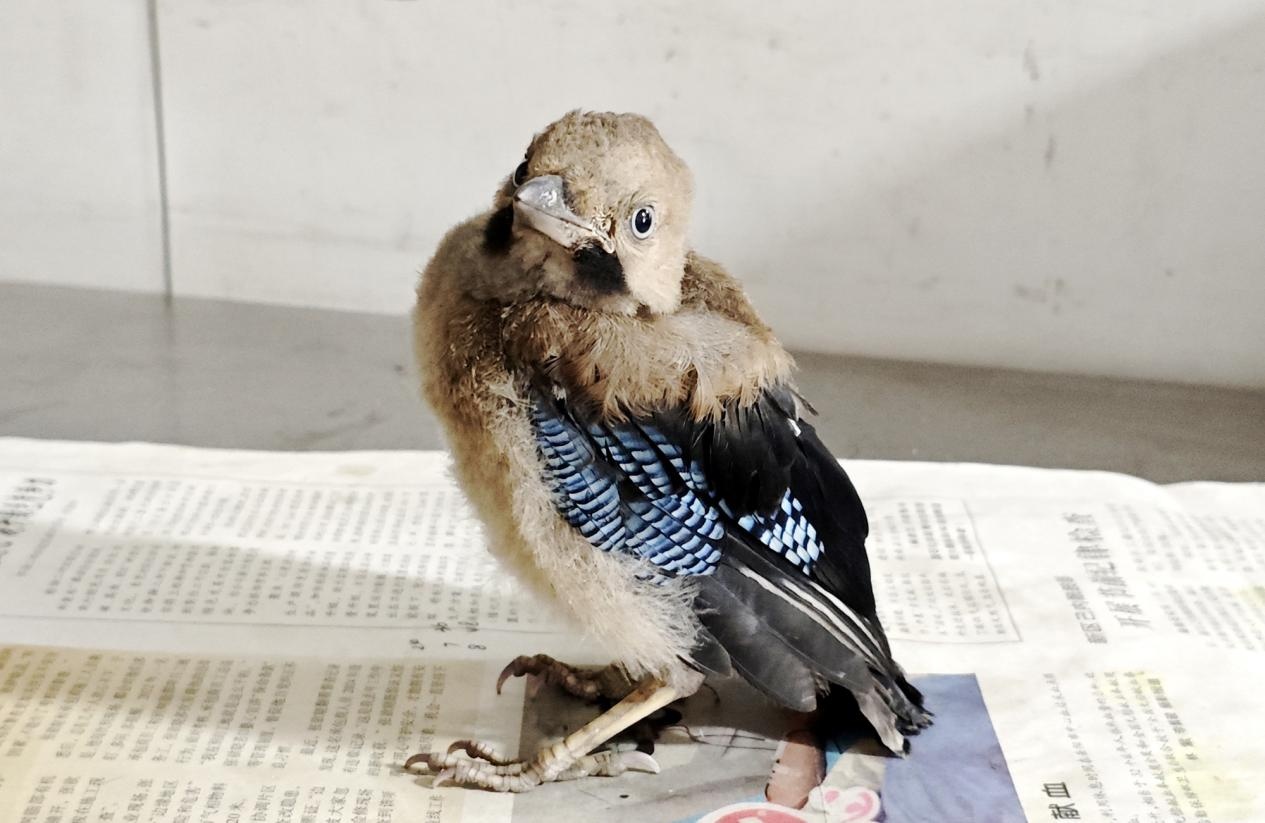 湖南岳阳救助一只国家二级保护动物松鸦 湖南岳阳救助一只国家二级保护动物松鸦