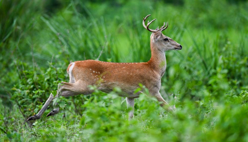 海南白沙:“绿岛精灵”戏跃林间 海南白沙:“绿岛精灵”戏跃林间
