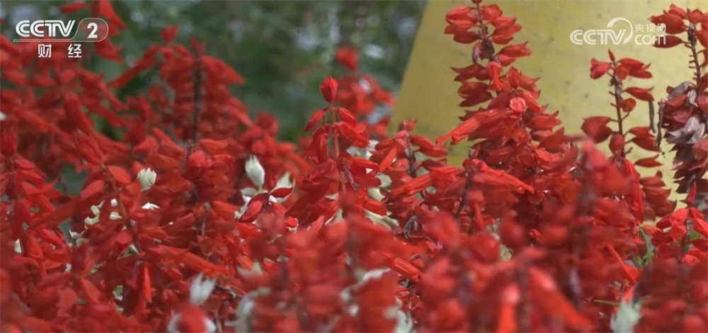 北京绿化带“花”样翻新火热“出圈” “一路生花”背后自主育种是关键