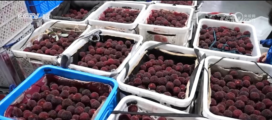 万物至盛 欣欣向荣 希望的田野上奏响丰收“欢歌” 万物至盛 欣欣向荣 希望的田野上奏响丰收“欢歌”