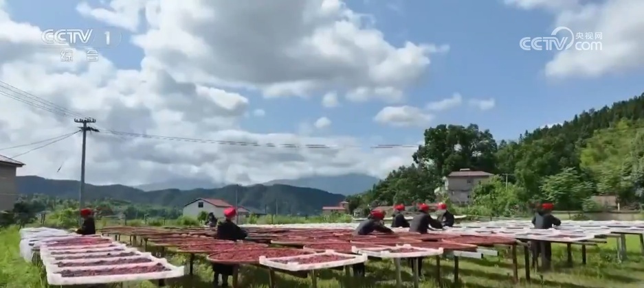 万物至盛 欣欣向荣 希望的田野上奏响丰收“欢歌” 万物至盛 欣欣向荣 希望的田野上奏响丰收“欢歌”